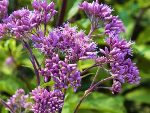 Blue mistflower