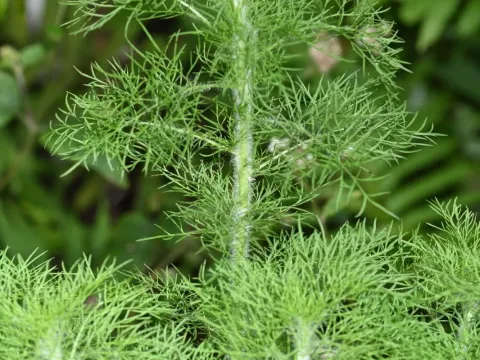 Dogfennel