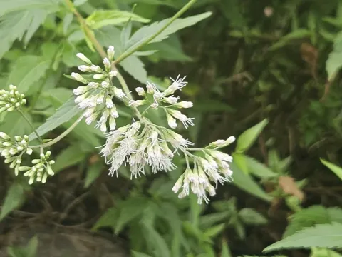 Formosan Eupatorium
