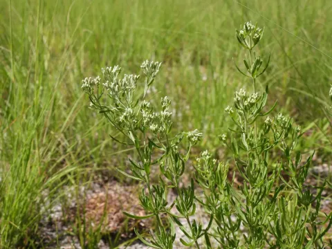 Hyssop-leaved thoroughwort