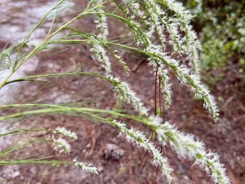 Narrowleaf thoroughwort