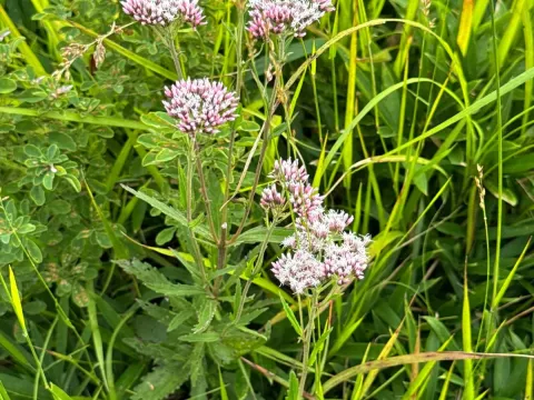 Lindley's eupatorium