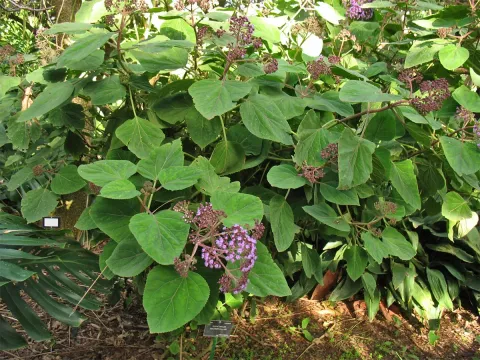 Посконник крупнолистий