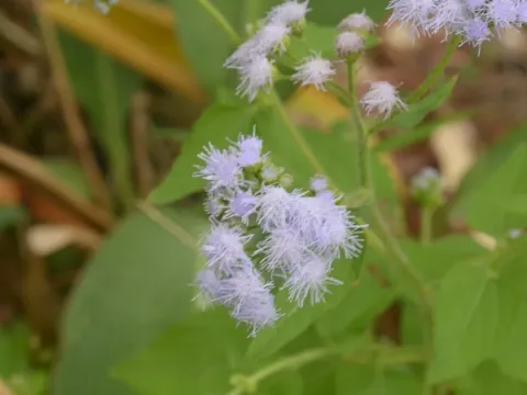 Hairy thoroughwort