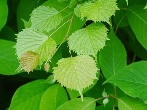 Euptelea