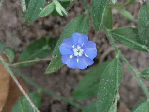 Evolvulus alsinoides