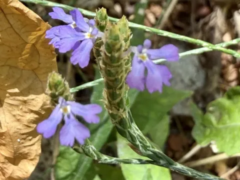 Elytraria