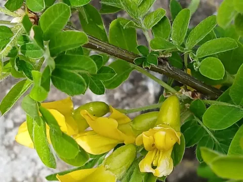 Caragana