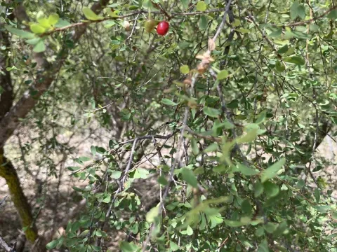 Еритроксилум австралійський