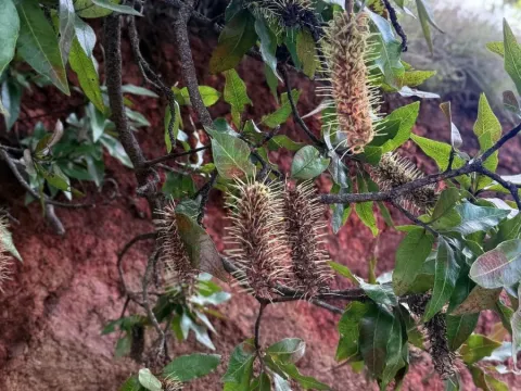 Faurea rochetiana
