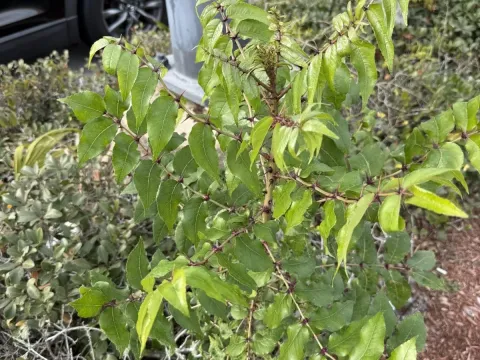 Zanthoxylum