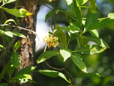 Cyrtophyllum