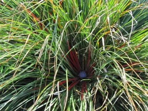 Fascicularia