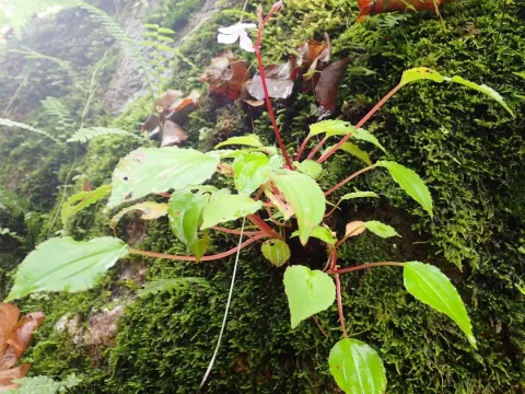 Feliciadamia