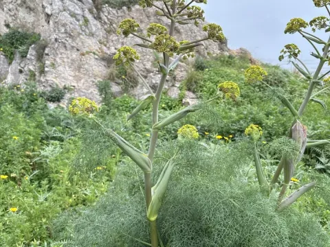 Ferula communis