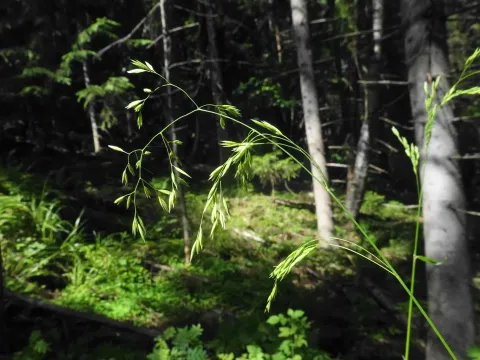 Wood fescue
