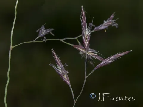 Festuca ampla