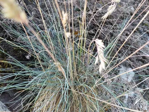 Auvergne fescue