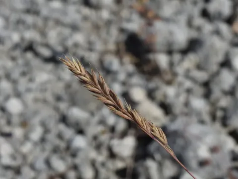 Blue fescue