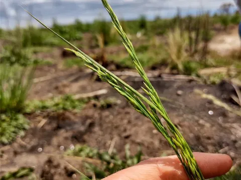 Festuca hieronymi