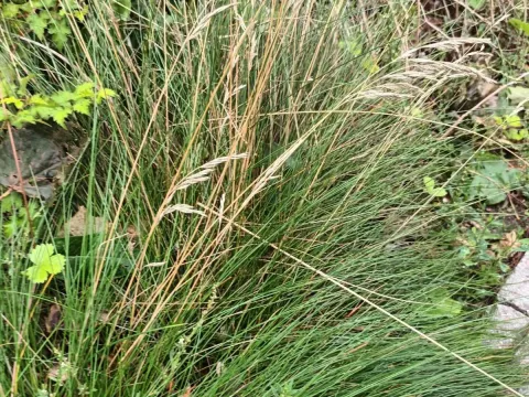 Chewing's fescue