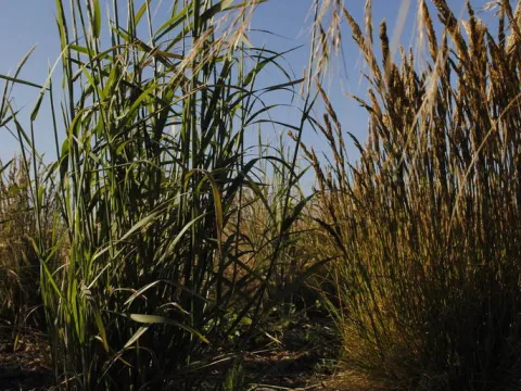 Festuca pulchra
