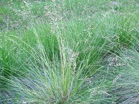 Rough fescue