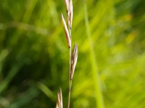 Chewing's fescue