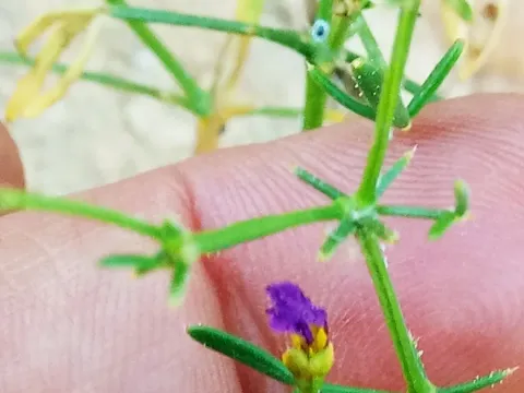 Zygophyllum orientale