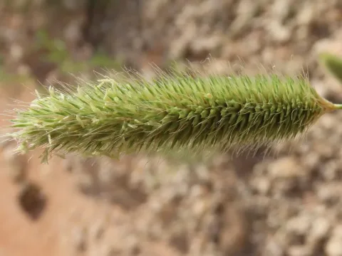 Fingerhuthia