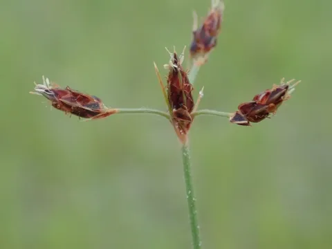 Фімбристиліс щетинистий
