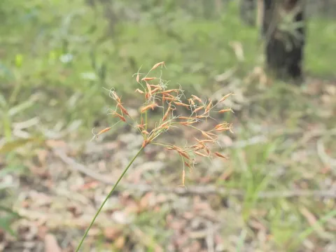 Fimbristylis
