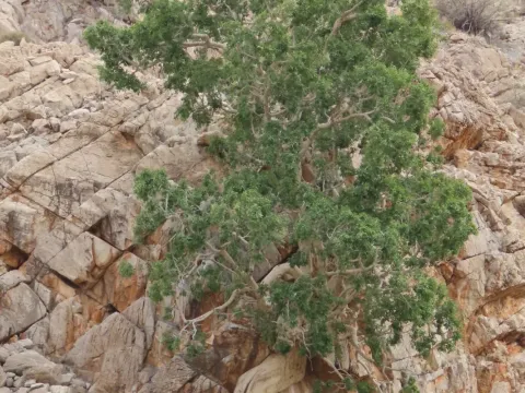 Ficus cordata