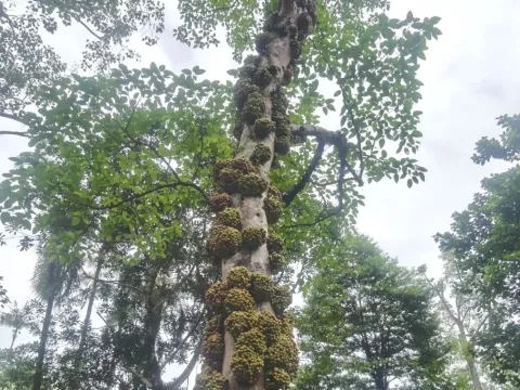 Фікус восконосний