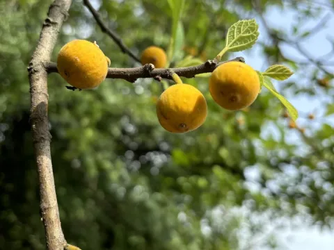 Sandpaper fig