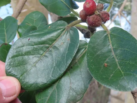 Ficus glumosa