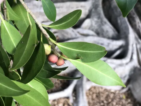 Hill's Fig
