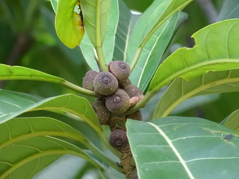 Ficus obtusifolia