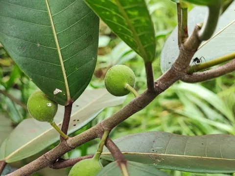 Ficus maxima