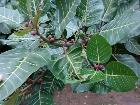 Ficus trichopoda