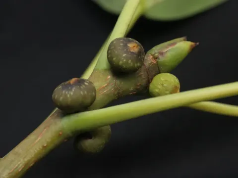 Ficus tsjakela