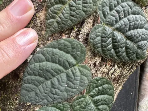 Ficus villosa