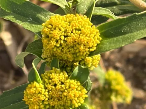 Flaveria trinervata