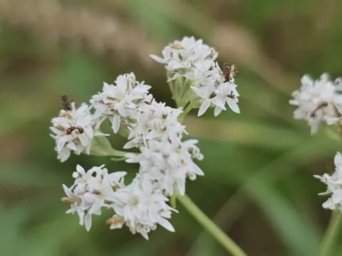 Флорестина