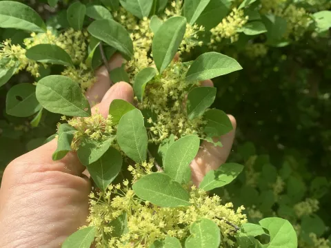 Флюгея