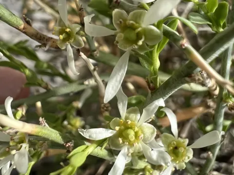 Glossopetalon