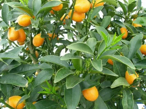 Фортунелла