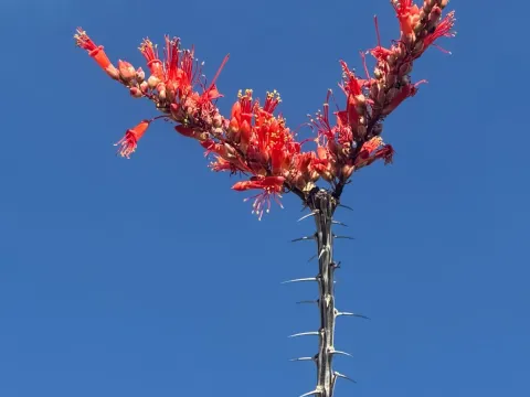 Fouquieria