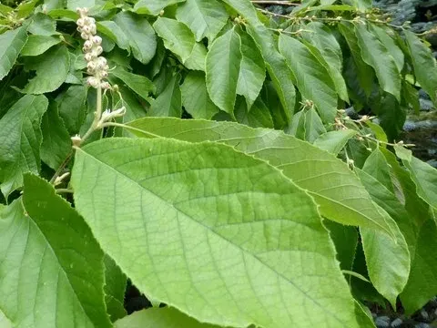 Форчунеария