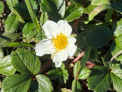 Chilean strawberry